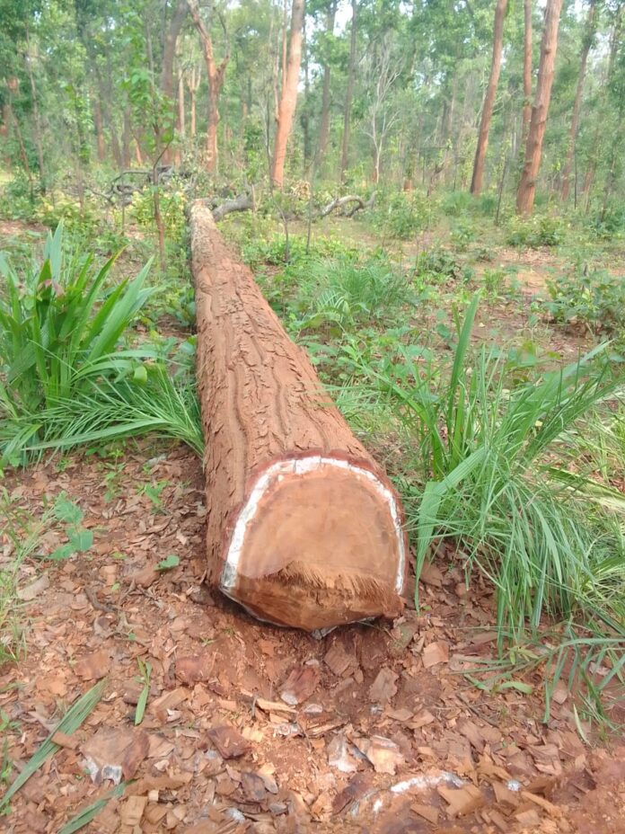 1 - Copy Balrampur : यहां से होती है लड़कियों की अंतर राज्य तस्करी..!