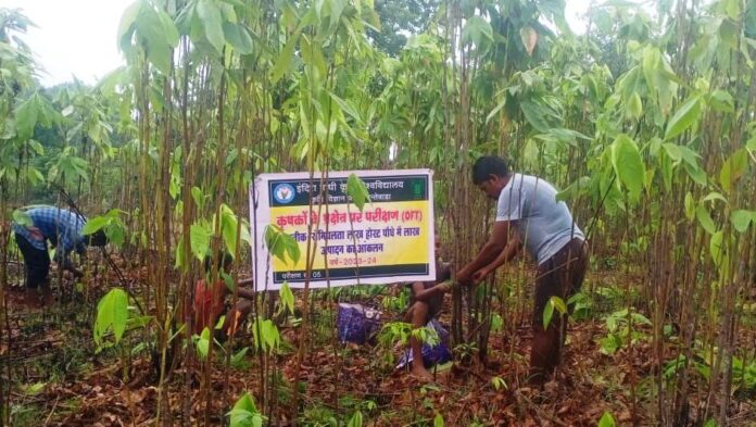 सेमियालाता के पौधे में लाख उत्पादन कर किसान हो रहे हैं समृद्ध