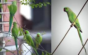 2 रायपुर : तोता तस्करी का आरोपी गिरफ्तार