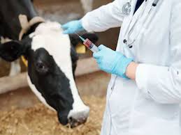 2 कोरिया : जिले में पशुओं के स्वास्थ्य हेतु सफल टीकाकरण अभियान
