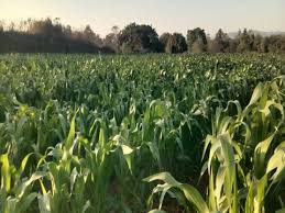 6 कृषक अरुण ने की धान के बदले मक्का एवं तिलहन की खेती