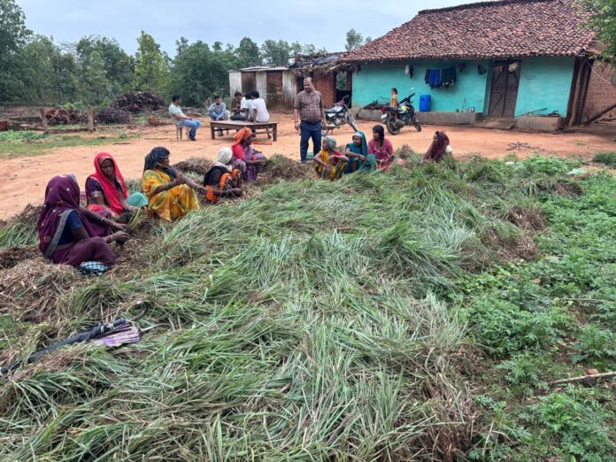 गौरेला पेण्ड्रा मरवाही : लेमन ग्रास की खुशबू से महकेगा समूह की महिलाओं का भविष्य