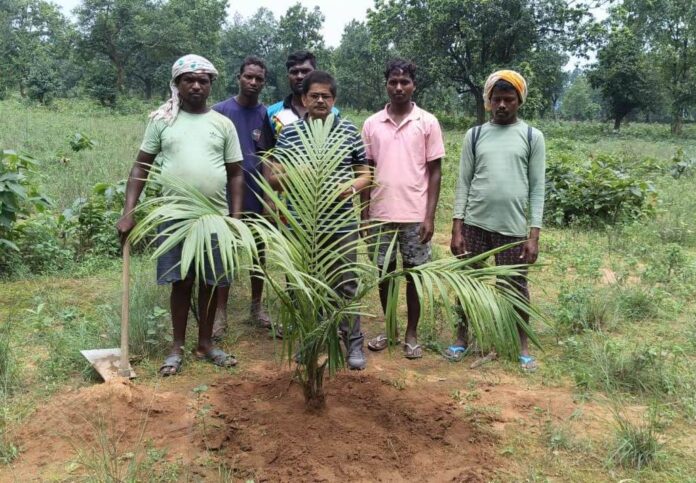 पॉम की खेती से किसानों को मिलेगा आय का स्थायी जरिया