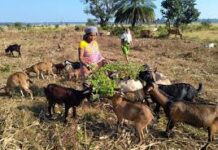 गरीबी को मात देकर आत्मनिर्भर बनी बुटकी गरीबी को मात देकर आत्मनिर्भर बनी बुटकी