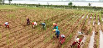 1 खस की खेती ने दिया आजीविका का नया रास्ता : नदी किनारे की बंजर भूमि से बदली 368 महिलाओं की किस्मत