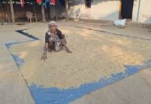 मेहनत की फसल पर उम्मीद का मिल रहा है पूरा दाम मेहनत की फसल पर उम्मीद का मिल रहा है पूरा दाम