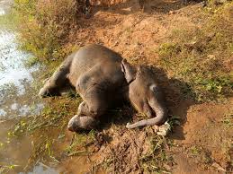 111 - Copy तालाब में डूबने से शावक हाथी की मौत वन विभाग सतर्क, जांच जारी