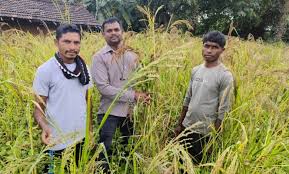 111 - Copy 'बड़ा कोसरा' की सफल खेती के लिए किसान देवा मांडवी बना प्रेरक