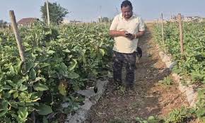 111 - Copy ग्राफ्टेड बैगन की खेती से बढ़ी किसान योगेश अग्रवाल की आय