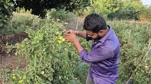 111 - Copy ग्राफ्टेड टमाटर की खेती से युवराज साहू को हो रहा दोगुना फायदा