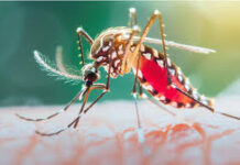 फाइलेरिया मुक्त छत्तीसगढ़ की ओर निर्णायक पहल फाइलेरिया मुक्त छत्तीसगढ़ की ओर निर्णायक पहल