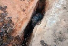 CG News : जंगल क्षेत्र में हाथी के बच्चे की हुई मौत CG News : जंगल क्षेत्र में हाथी के बच्चे की हुई मौत