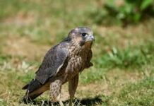 उदंती-सीतानदी में दिखा दुनिया का सबसे तेज़ उड़ने वाला पक्षी पेरेग्रीन फाल्कन उदंती-सीतानदी में दिखा दुनिया का सबसे तेज़ उड़ने वाला पक्षी पेरेग्रीन फाल्कन