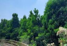 3.52 लाख पौधों के रोपण से हरित आवरण में हुआ बढ़ोत्तरी 3.52 लाख पौधों के रोपण से हरित आवरण में हुआ बढ़ोत्तरी