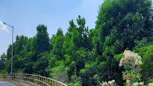 111 - Copy 3.52 लाख पौधों के रोपण से हरित आवरण में हुआ बढ़ोत्तरी