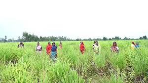 111 - Copy लेमनग्रास की खेती- किसानों के लिए कमाई का उत्तम विकल्प