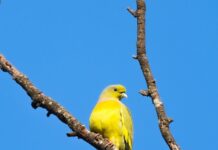 दुर्लभ ऑरेंज-ब्रेस्टेड ग्रीन-पिजन,बर्ड सर्वे के दौरान हुई विशेष फोटोग्राफी….बारनवापारा अभयारण्य में वर्षों बाद नजर आया दुर्लभ ऑरेंज-ब्रेस्टेड ग्रीन-पिजन,बर्ड सर्वे के दौरान हुई विशेष फोटोग्राफी....बारनवापारा अभयारण्य में वर्षों बाद नजर आया