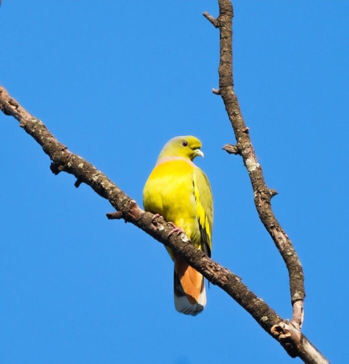 दुर्लभ ऑरेंज-ब्रेस्टेड ग्रीन-पिजन,बर्ड सर्वे के दौरान हुई विशेष फोटोग्राफी....बारनवापारा अभयारण्य में वर्षों बाद नजर आया