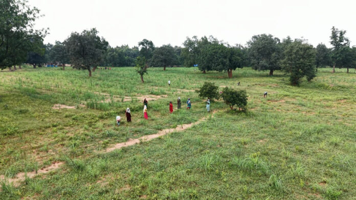 लेमनग्रास की खेती से बदल रही छोटे किसानों की किस्मत