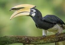 दुर्लभ हॉर्नबिल संरक्षण की विशेष पहल : उदंती-सीतानदी में विकसित हो रहे प्राकृतिक उद्यान दुर्लभ हॉर्नबिल संरक्षण की विशेष पहल : उदंती-सीतानदी में विकसित हो रहे प्राकृतिक उद्यान