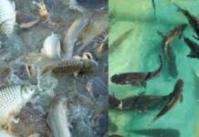 सुकमा में मछली पालन पर एक दिवसीय प्रशिक्षण संपन्न सुकमा में मछली पालन पर एक दिवसीय प्रशिक्षण संपन्न