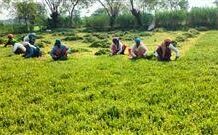 धान से ब्राम्ही तक : कम लागत में अधिक लाभ की ओर अग्रसर किसान धान से ब्राम्ही तक : कम लागत में अधिक लाभ की ओर अग्रसर किसान