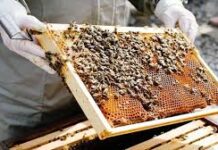 मधुमक्खी पालन से स्व-सहायता समूह की आय में वृद्धि मधुमक्खी पालन से स्व-सहायता समूह की आय में वृद्धि