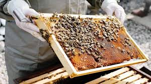 111 - Copy मधुमक्खी पालन से स्व-सहायता समूह की आय में वृद्धि