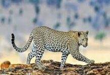 कटघोरा वनमंडल की सतर्कता से तेंदुए का सफल रेस्क्यू और शिकारी गिरफ्तार कटघोरा वनमंडल की सतर्कता से तेंदुए का सफल रेस्क्यू और शिकारी गिरफ्तार