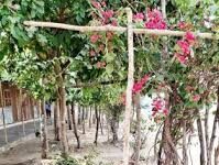 सुकमा : नवाचार की मिसाल : पोटाकेबिन में ‘वेस्ट वॉटर मैनेजमेंट’ के जरिए लहलहा उठी बगिया सुकमा : नवाचार की मिसाल : पोटाकेबिन में 'वेस्ट वॉटर मैनेजमेंट' के जरिए लहलहा उठी बगिया