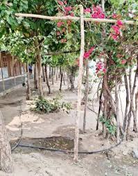 111 - Copy सुकमा : नवाचार की मिसाल : पोटाकेबिन में 'वेस्ट वॉटर मैनेजमेंट' के जरिए लहलहा उठी बगिया