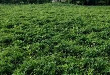 उन्नत कृषि तकनीक से मूंगफली उत्पादन में उल्लेखनीय वृद्धि उन्नत कृषि तकनीक से मूंगफली उत्पादन में उल्लेखनीय वृद्धि