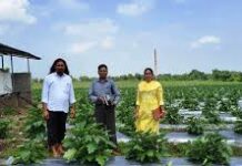 ग्राफ्टेड बैगन से 16 लाख रूपए की आमदनी ग्राफ्टेड बैगन से 16 लाख रूपए की आमदनी