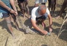 मगरमच्छ का सुरक्षित रेस्क्यू, जंगल सफारी में मिला नया आश्रय मगरमच्छ का सुरक्षित रेस्क्यू, जंगल सफारी में मिला नया आश्रय