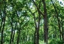 वन परिक्षेत्र अधिकारी से आहरण-संवितरण अधिकार छीना वन परिक्षेत्र अधिकारी से आहरण-संवितरण अधिकार छीना