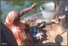 मछली पालन से बदली जिंदगी: लिखमनिया बाई को 10 माह में एक लाख रुपये का शुद्ध लाभ मछली पालन से बदली जिंदगी: लिखमनिया बाई को 10 माह में एक लाख रुपये का शुद्ध लाभ