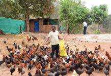 मछली पालन के साथ समन्वित कृषि प्रणाली अपनाकर पाकलू मरकाम बने समृद्ध कृषक मछली पालन के साथ समन्वित कृषि प्रणाली अपनाकर पाकलू मरकाम बने समृद्ध कृषक