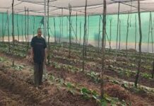 पान की विलुप्त होती खेती को नया जीवन, छुईखदान में पान अनुसंधान केन्द्र की स्थापना पान की विलुप्त होती खेती को नया जीवन, छुईखदान में पान अनुसंधान केन्द्र की स्थापना