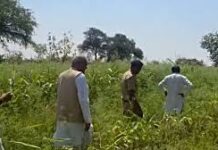 दुर्ग में BJP नेता के खेत में उग रही थी अफीम! पार्टी ने किया सस्पेंड, पूर्व CM बघेल बोले – 100 एकड़ जमीन पर कब्जा दुर्ग में BJP नेता के खेत में उग रही थी अफीम! पार्टी ने किया सस्पेंड, पूर्व CM बघेल बोले - 100 एकड़ जमीन पर कब्जा