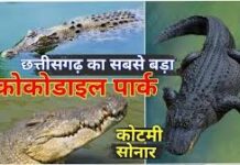 मगरमच्छ संरक्षण से बदली कोटमीसोनार की तस्वीर…पर्यटन और रोजगार को मिला बढ़ावा मगरमच्छ संरक्षण से बदली कोटमीसोनार की तस्वीर...पर्यटन और रोजगार को मिला बढ़ावा