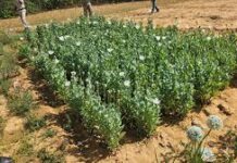 रायगढ़ : अफीम की अवैध खेती पर प्रशासन की तीसरी बड़ी कार्रवाई, जिला प्रशासन सख्त रायगढ़ : अफीम की अवैध खेती पर प्रशासन की तीसरी बड़ी कार्रवाई, जिला प्रशासन सख्त