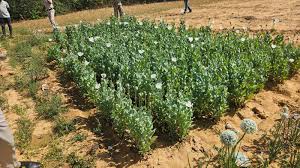 download (1) रायगढ़ : अफीम की अवैध खेती पर प्रशासन की तीसरी बड़ी कार्रवाई, जिला प्रशासन सख्त