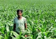 धान के बजाय मक्का से बढ़ा मुनाफा : किसान मालती मोहन बने उन्नत खेती की मिसाल धान के बजाय मक्का से बढ़ा मुनाफा : किसान मालती मोहन बने उन्नत खेती की मिसाल