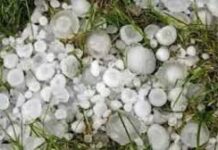 ओलावृष्टि व असामयिक वर्षा से फसल क्षति: 72 घंटे में सूचना देकर लें बीमा लाभ ओलावृष्टि व असामयिक वर्षा से फसल क्षति: 72 घंटे में सूचना देकर लें बीमा लाभ