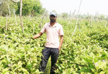 महासमुंद : ग्राफ्टेड बैंगन की उन्नत खेती से अमृत बंजारे की आर्थिक स्थिति हुई सुदृढ़ महासमुंद : ग्राफ्टेड बैंगन की उन्नत खेती से अमृत बंजारे की आर्थिक स्थिति हुई सुदृढ़