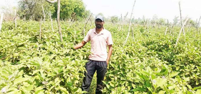 महासमुंद : ग्राफ्टेड बैंगन की उन्नत खेती से अमृत बंजारे की आर्थिक स्थिति हुई सुदृढ़