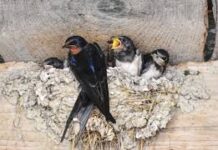 खैरागढ़ के ईको कैंप छिंदारी में ‘बर्डवॉक’ बना आकर्षण का केंद्र खैरागढ़ के ईको कैंप छिंदारी में ‘बर्डवॉक’ बना आकर्षण का केंद्र