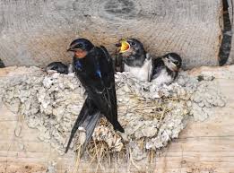 download (2) खैरागढ़ के ईको कैंप छिंदारी में ‘बर्डवॉक’ बना आकर्षण का केंद्र