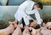 अंबिकापुर सकालो में अफ्रीकन स्वाइन फीवर वैक्सीन का पहला ट्रायल प्रारम्भ