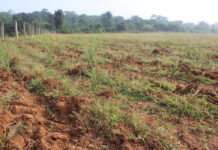 लेमनग्रास -किसानों के लिए कम पानी में ज्यादा कमाई का साधन लेमनग्रास -किसानों के लिए कम पानी में ज्यादा कमाई का साधन